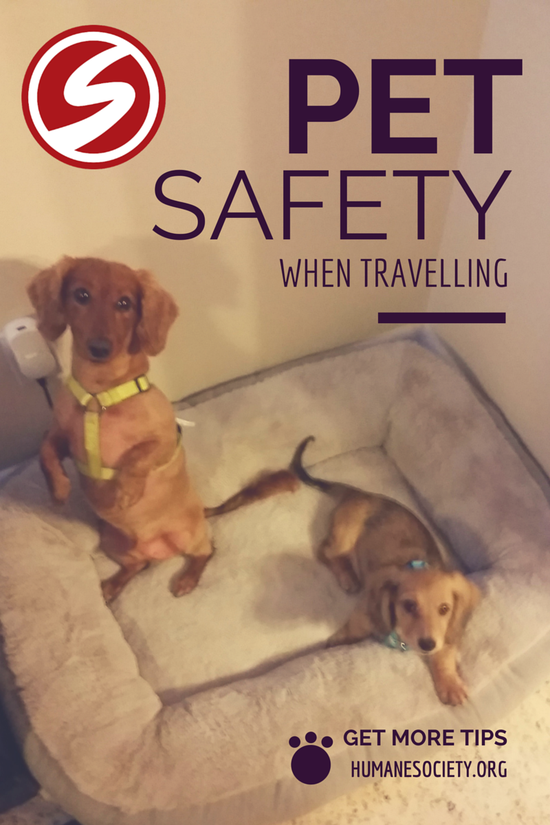 Sunteck lovespets: Safety Tips